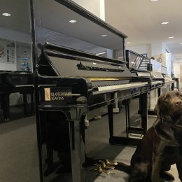 Schimmel Konzert K 132 Tradition von 2015 in Black glossy