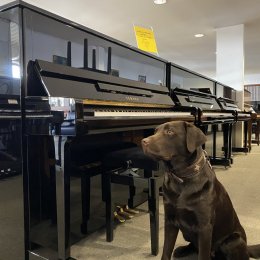 Yamaha b3e PE von 2019 in Black glossy