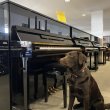 Yamaha b3e PE von 2019 in Black glossy