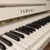Yamaha b1 SG2 von 2012 in White glossy